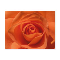 Orange Rose Photo Postcard