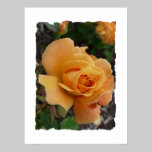 Orange rose posters