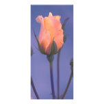 Orange rose rack card design