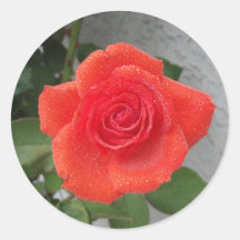 Orange rose round sticker