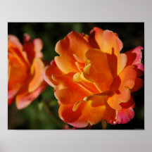 Orange Roses Poster
