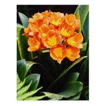 Orange Spring clivia miniata Kafir Lilly flowers postcards