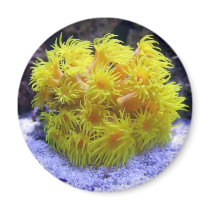 Orange Sun Coral Refrigerator Magnets