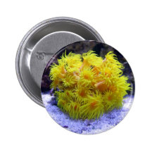 Orange Sun Coral Pinback Buttons