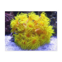 Orange Sun Coral Post Card