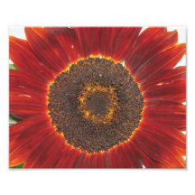 Orange Sunflower Photo Print