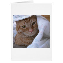 Orange Tabby Cat Card