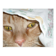 Orange Tabby Cat Humour Post Cards