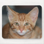 Orange Tabby Kitten mousepad