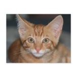 Orange Tabby Kitten postcard
