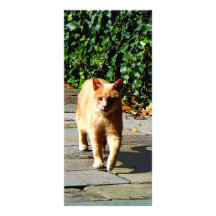 Orange Tabby Taking a Walk Customized Rack Card