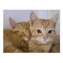Orange Tabbys Post Card