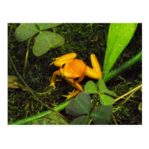 Orange terribilis Poison Dart Frog Postcard