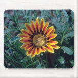 Orange Treasure Flower (Gazania Rigens) flowers Mouse Pad