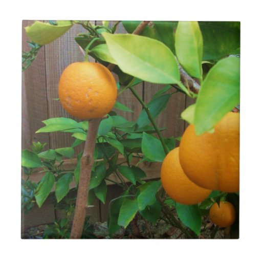 Orange Tree Ceramic Tile