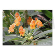 Orange Tropical Flowers Greeting Card