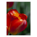 Orange Tulip Cards