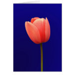 orange tulip flower in blue background greeting card