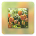 Orange Tulip Flowers stickers