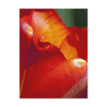 Orange Tulip Post Cards