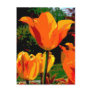 Orange tulip postcard