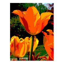 Orange tulip postcard