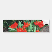 Orange Tulip, (Tulipa Acuminata) flowers Bumper Sticker