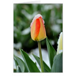 Orange Tulip with Snow Card