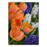Orange Tulips Cards
