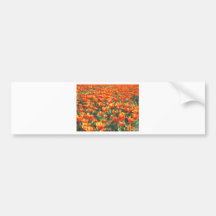 Orange Tulips from Holland Bumper Stickers