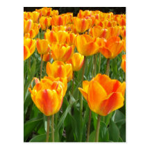 Orange Tulips Postcards