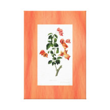 Orange vintage botanique de toile d'art de bouganv toiles tendues sur châssis