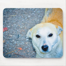 Orange white dog mousepads