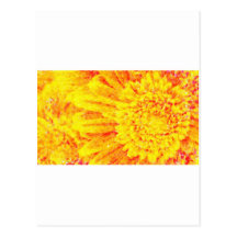 orange yellow gerber daisies macro postcard