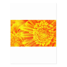 orange yellow gerber daisies post cards