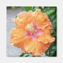 Orange yellow Hibiscus magnet