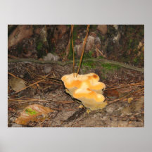 Orange-yellow Mushroom 1 Posters