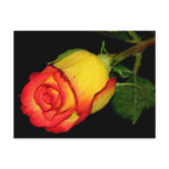 Orange-Yellow  Rose postcards