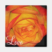 Orange-Yellow  Rose Refrigerator Magnets