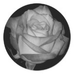 Orange-Yellow Rose Round Sticker