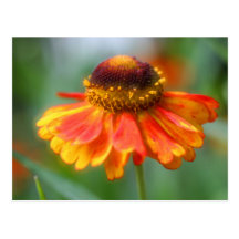 Orange Yellow Zinnia Flower Photography Postcard