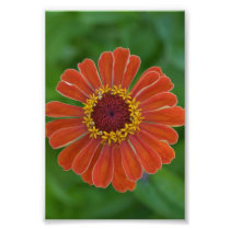 Orange Zinna flower blossom floral photography