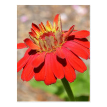 Orange Zinnia Flower Post Card