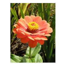 Orange Zinnia Flower Postcard
