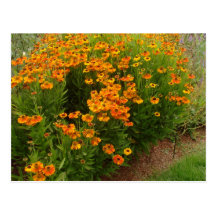 Orange Zinnia Flowers Post Card