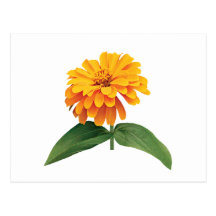 Orange Zinnia Post Cards