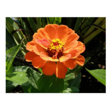 Orange Zinnia Postcard