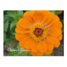 Orange Zinnia Postcards