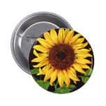 Orangedale Sunflower Vintage Fruit Crate Label Art Pinback Button