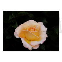 orangefarbene Rose Karte